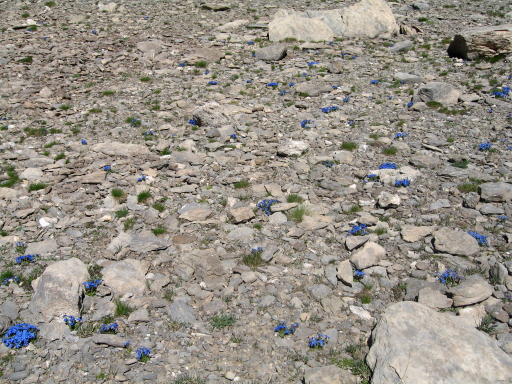 Quelques fleurs au milieu des cailloux