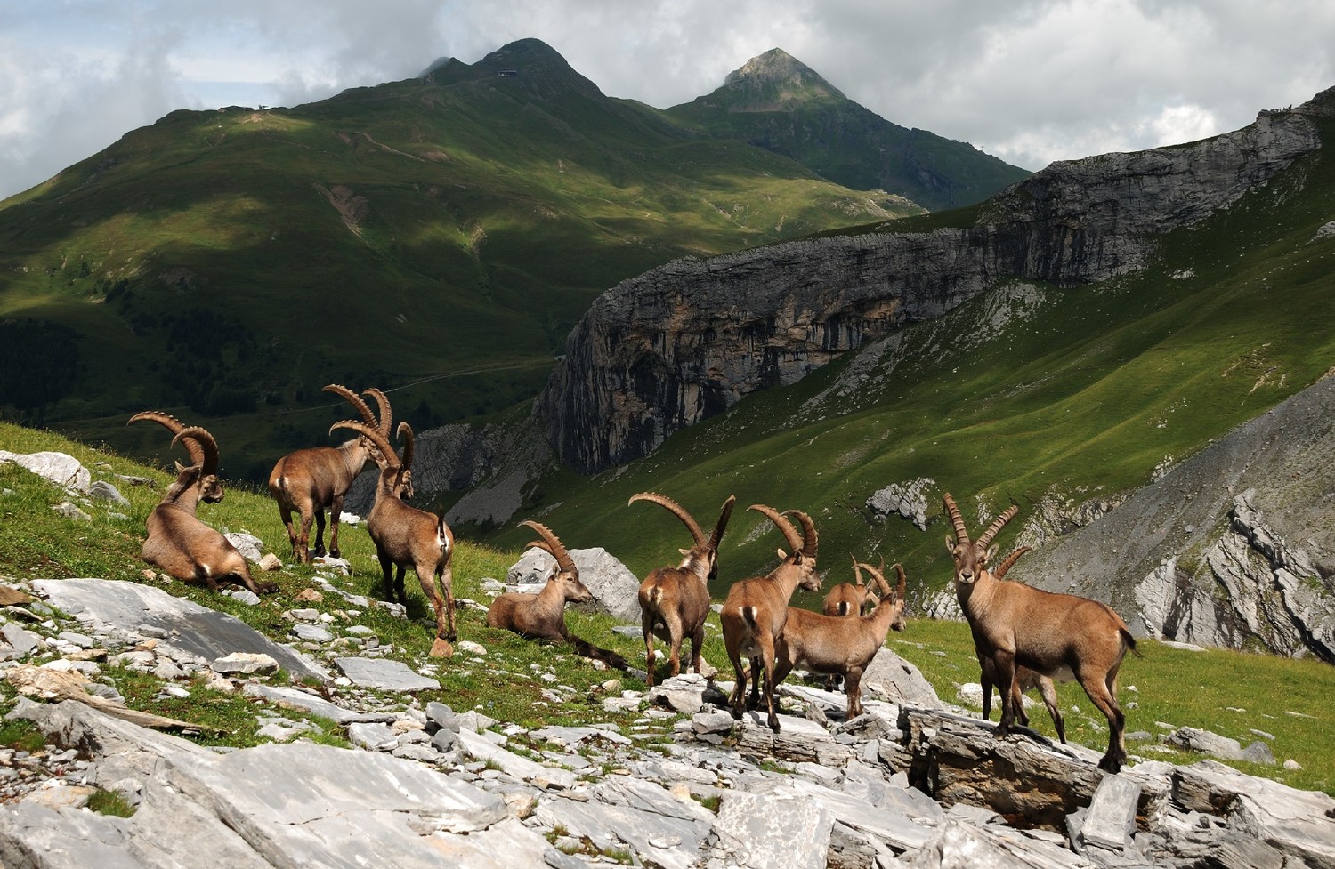 Bouquetins dans la montée à la Guggihütte