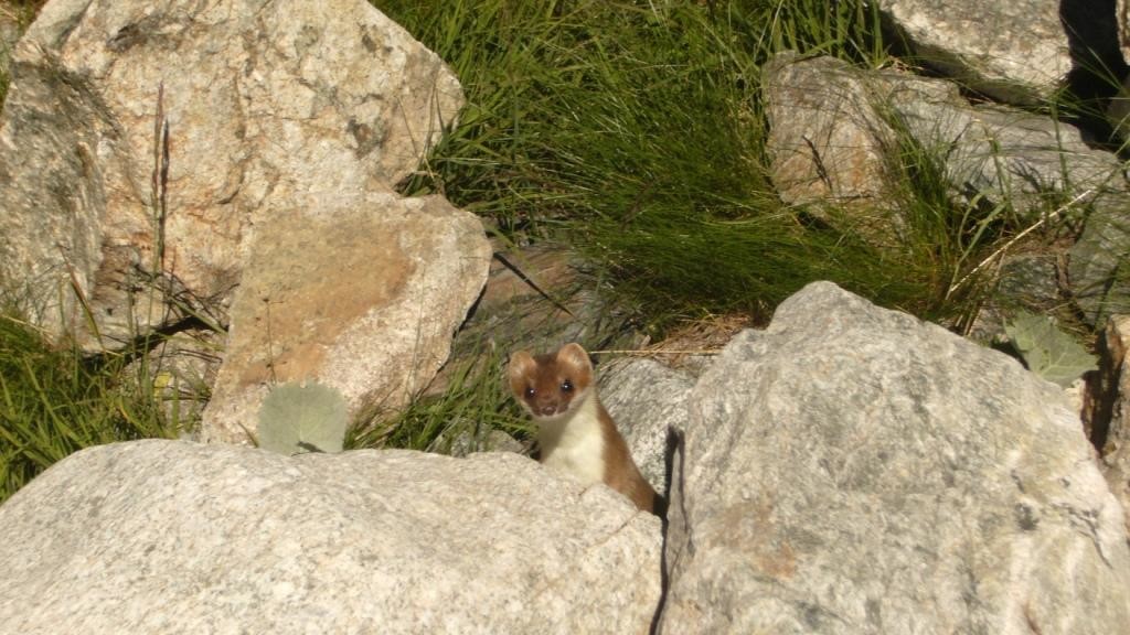 Un hermine lors de la montée