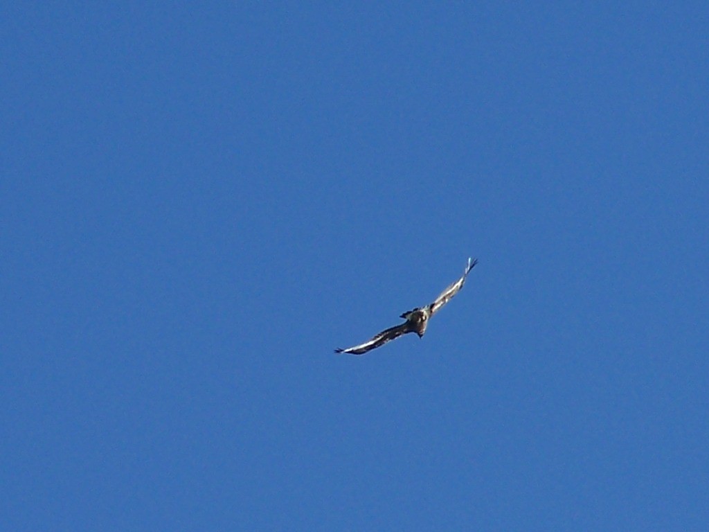 Aigle Royal à la cime du Laro.