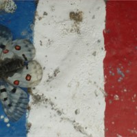 Apollon est Français... on l'a vu !! 
