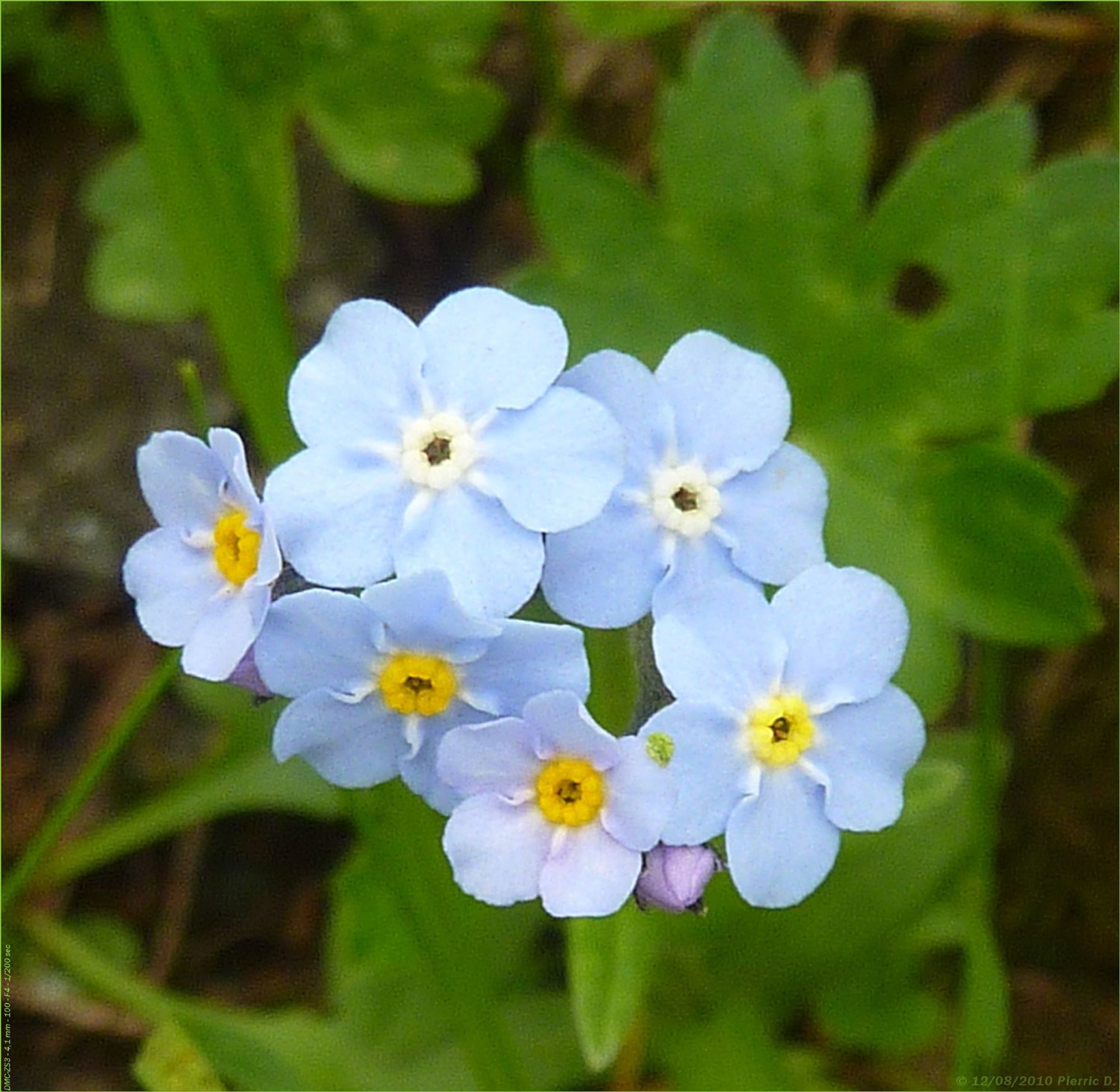 Fleur bleue ???