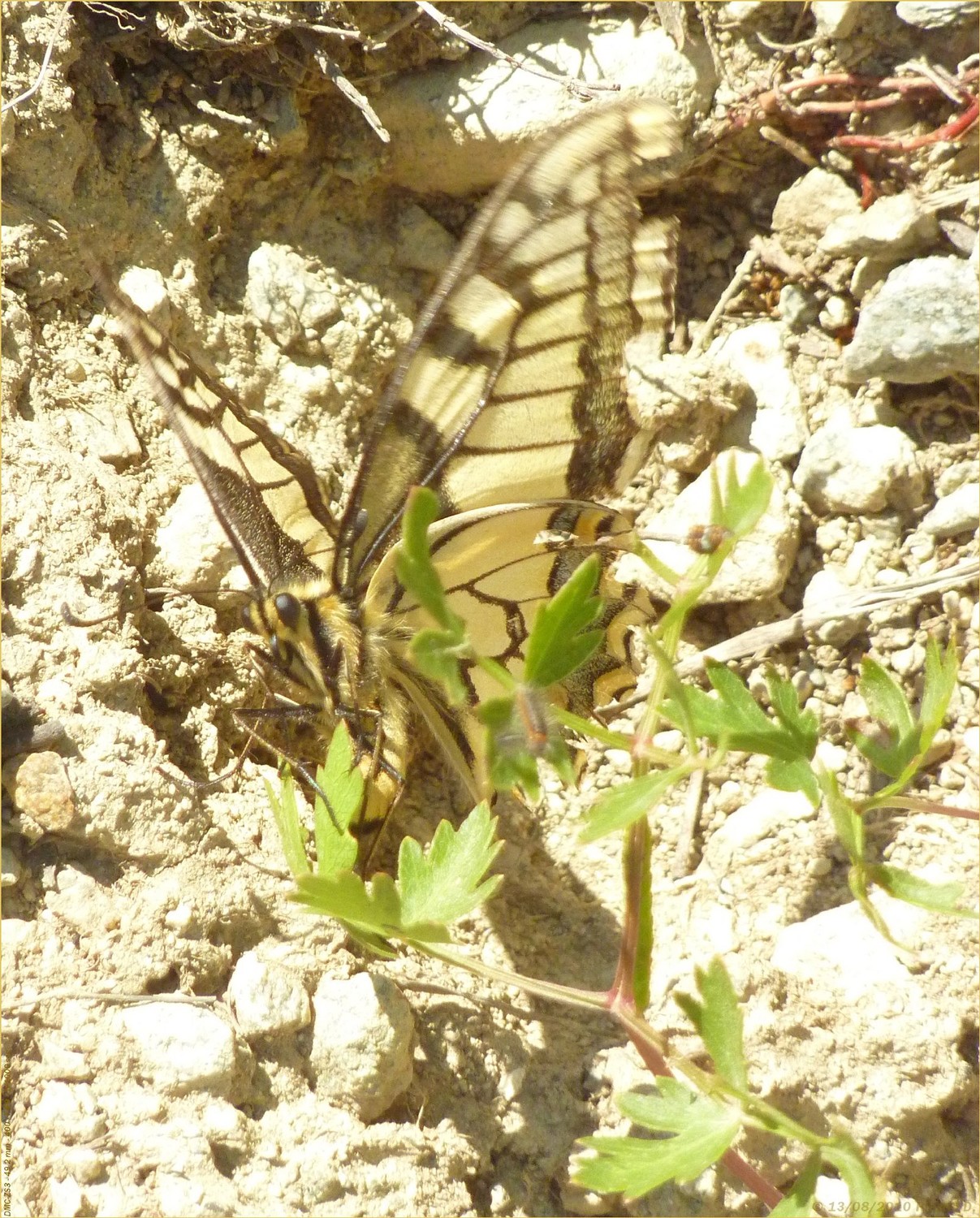 Vol, vol, vol papillon...