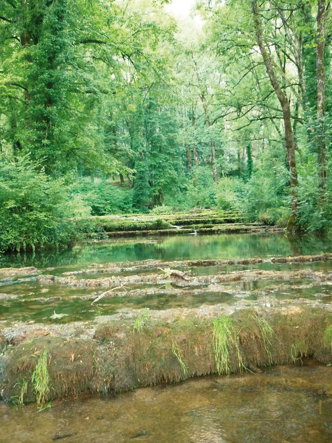 Forêt