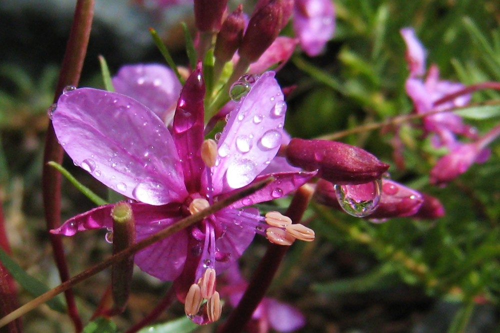 Gouttes d'eau sur une fleur d'épilobe des moraines