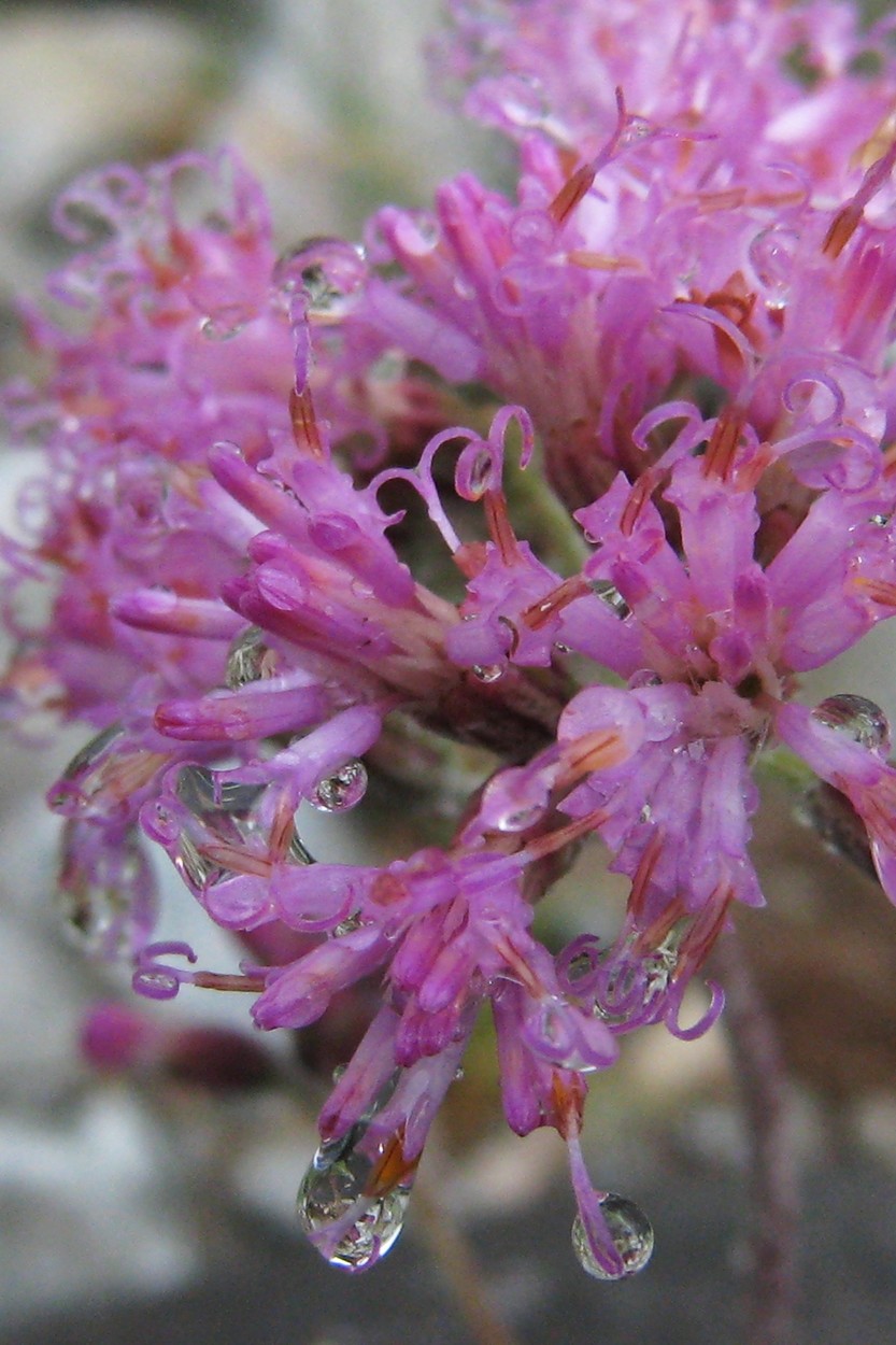 Gouttes d'eau sur une fleur d'adénostyle à feuilles blanches