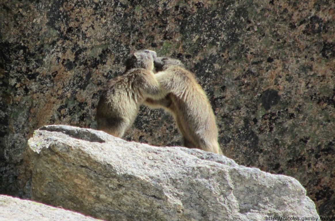 Marmots