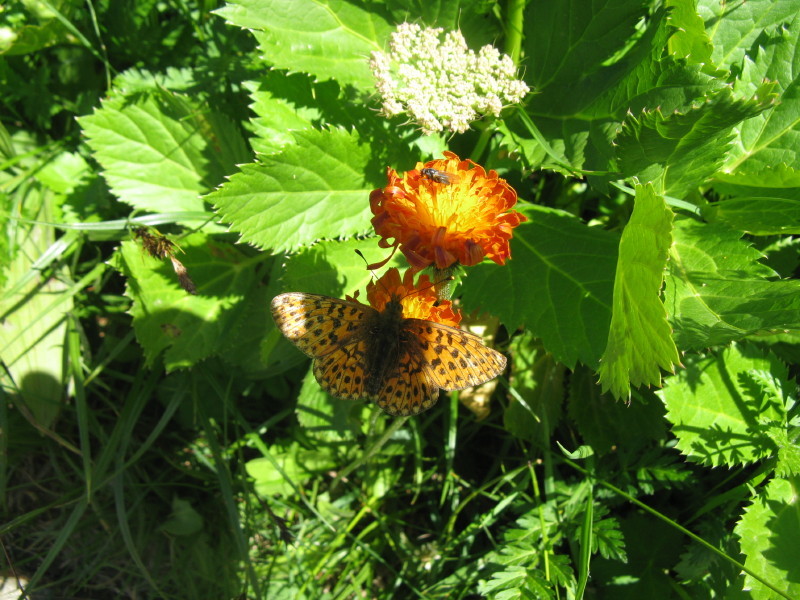 papillon