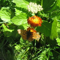 papillon