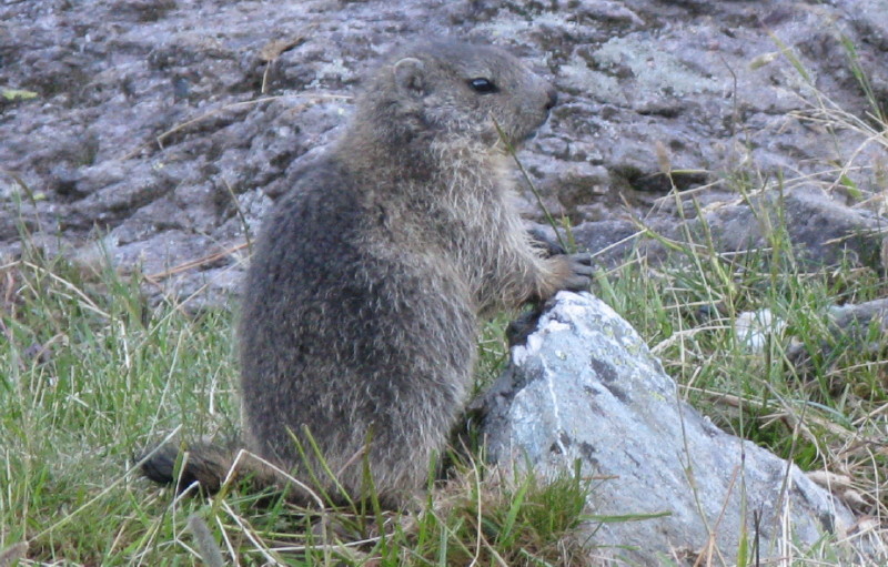 marmotton de Clarée