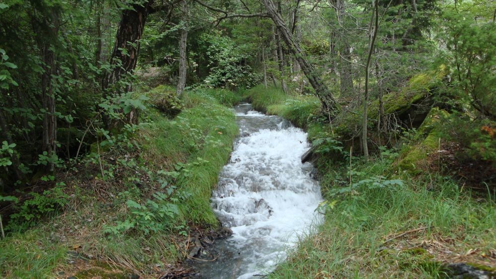 Planige