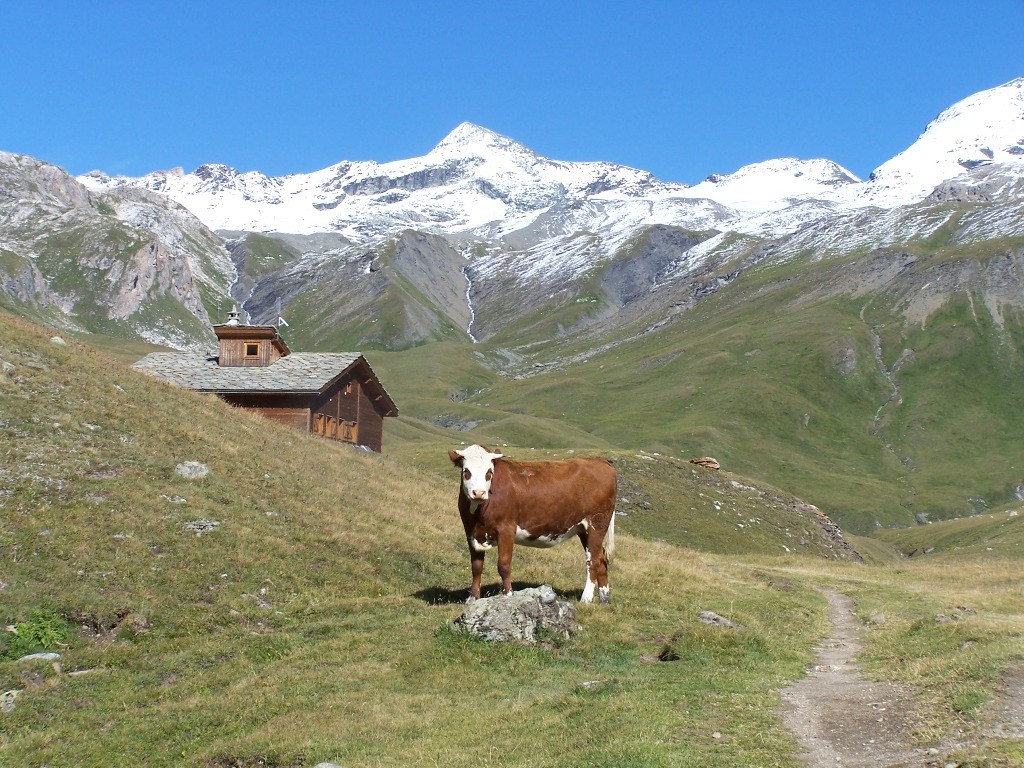 Refuge de la Femma, merci au vaches pour les sentes dans les alpages du Gefret