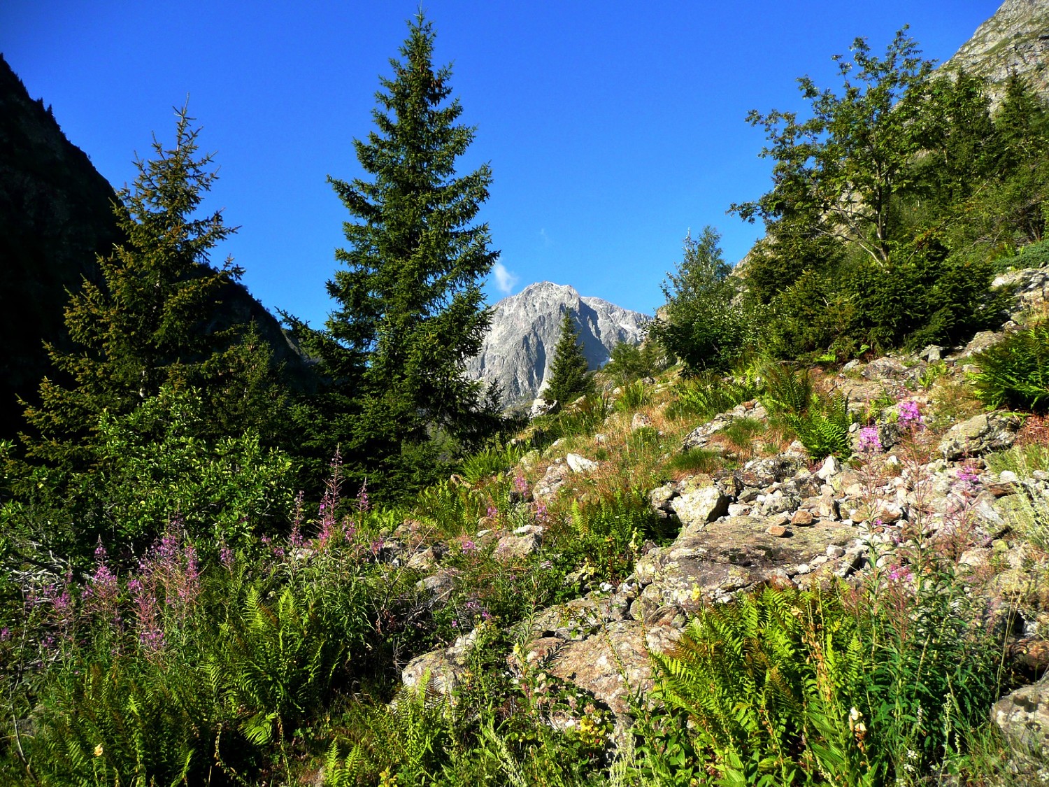 Descente du Vallon de la Muzelle