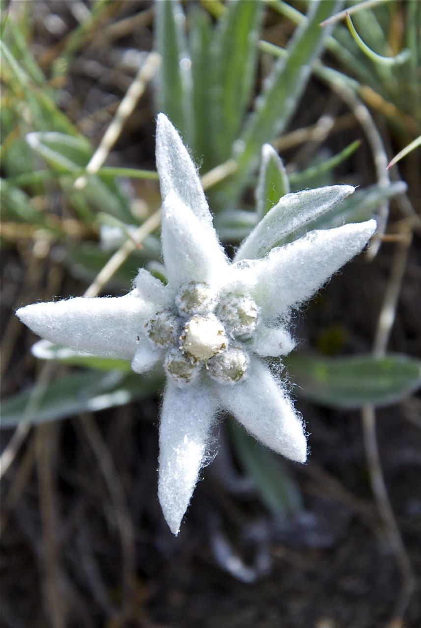 Edelweiss au col de Pierre Blanche