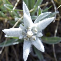 Edelweiss au col de Pierre Blanche