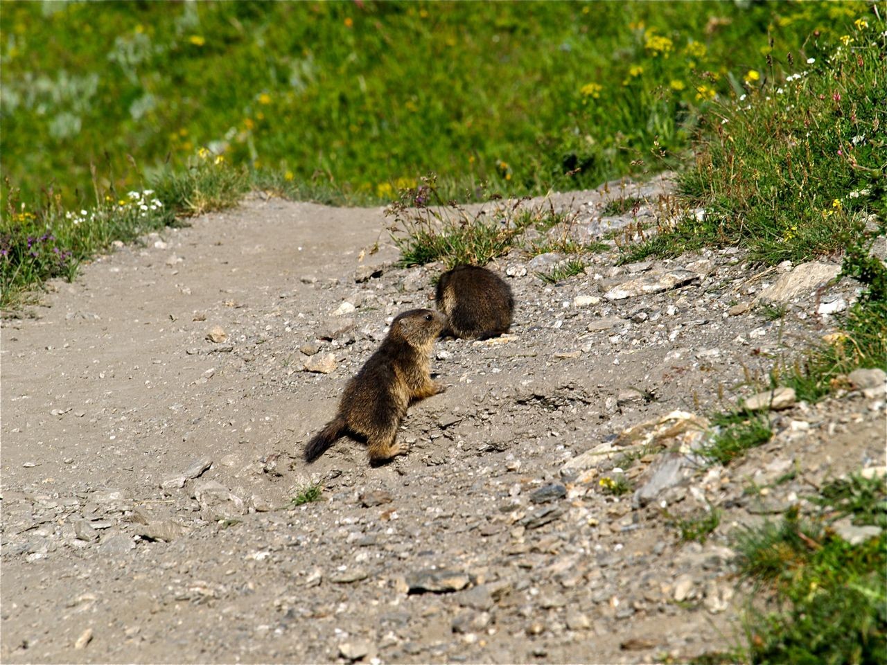 Voila ce que l'on peut rencontrer sur le chemin longeant la Rocheure