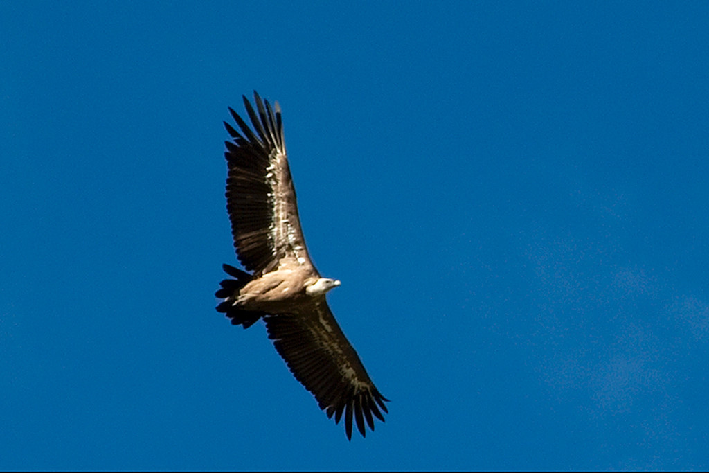 vautour