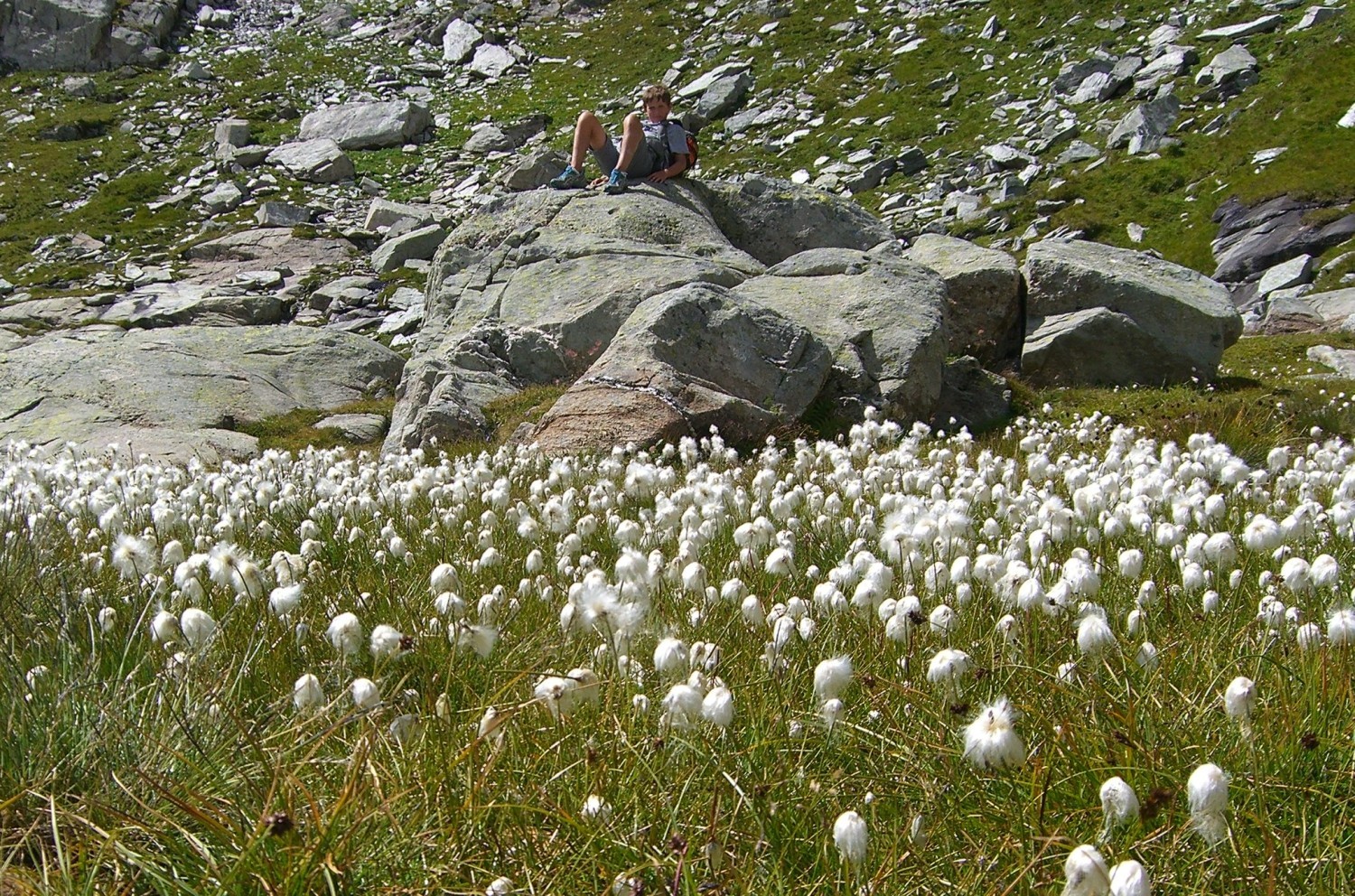 cime des planettes: linaigrettes