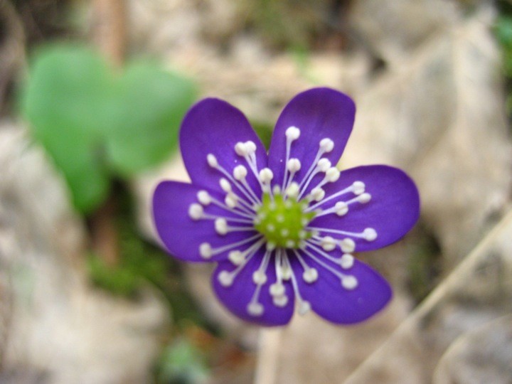 Une jolie fleur d'au dessus de Sallanches au printemps