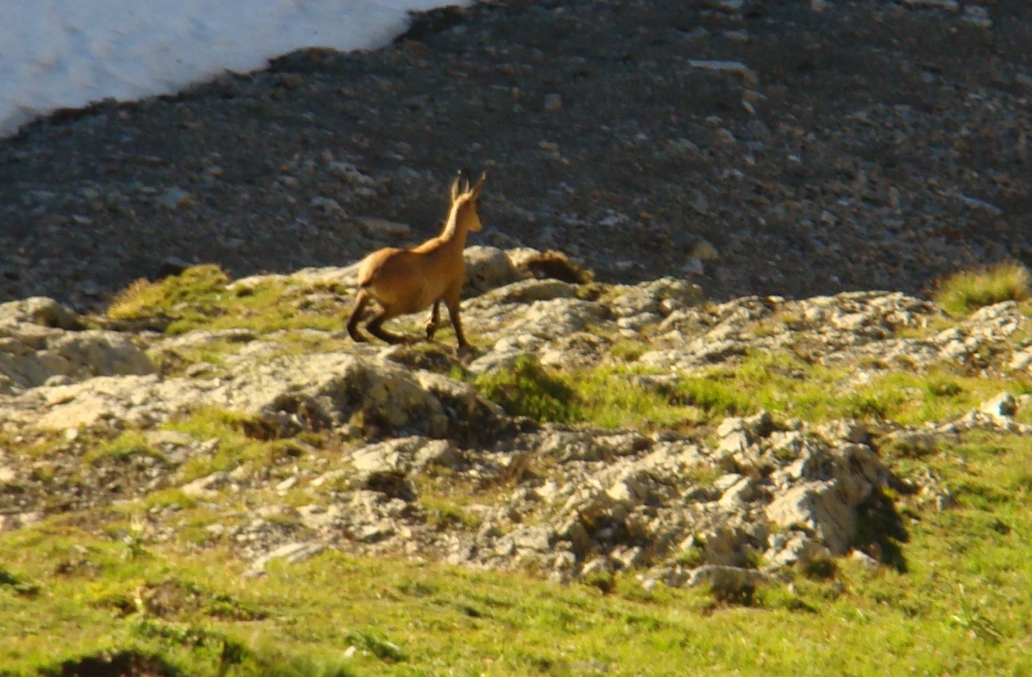 Farouche, la faune du coin : en descendant du col du baton