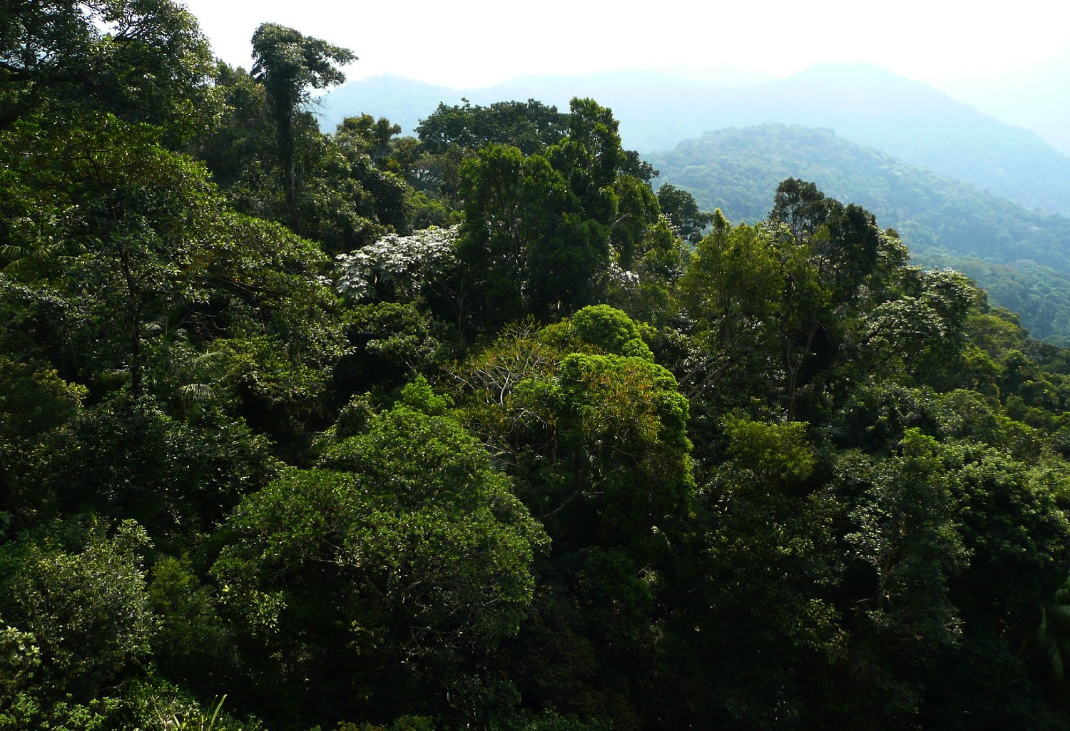 Forêt du PN de Tijuca (Rio)
