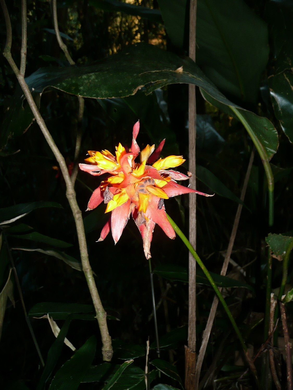Orchidée dans le PN de Tijuca (Rio)
