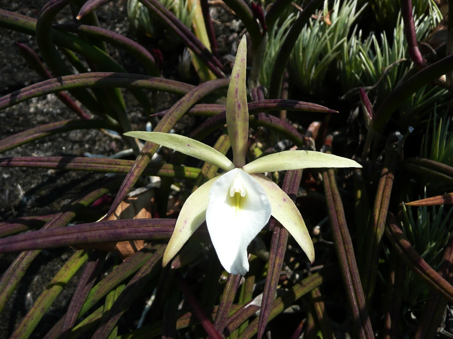 Orchidée du Morro da Babilonia