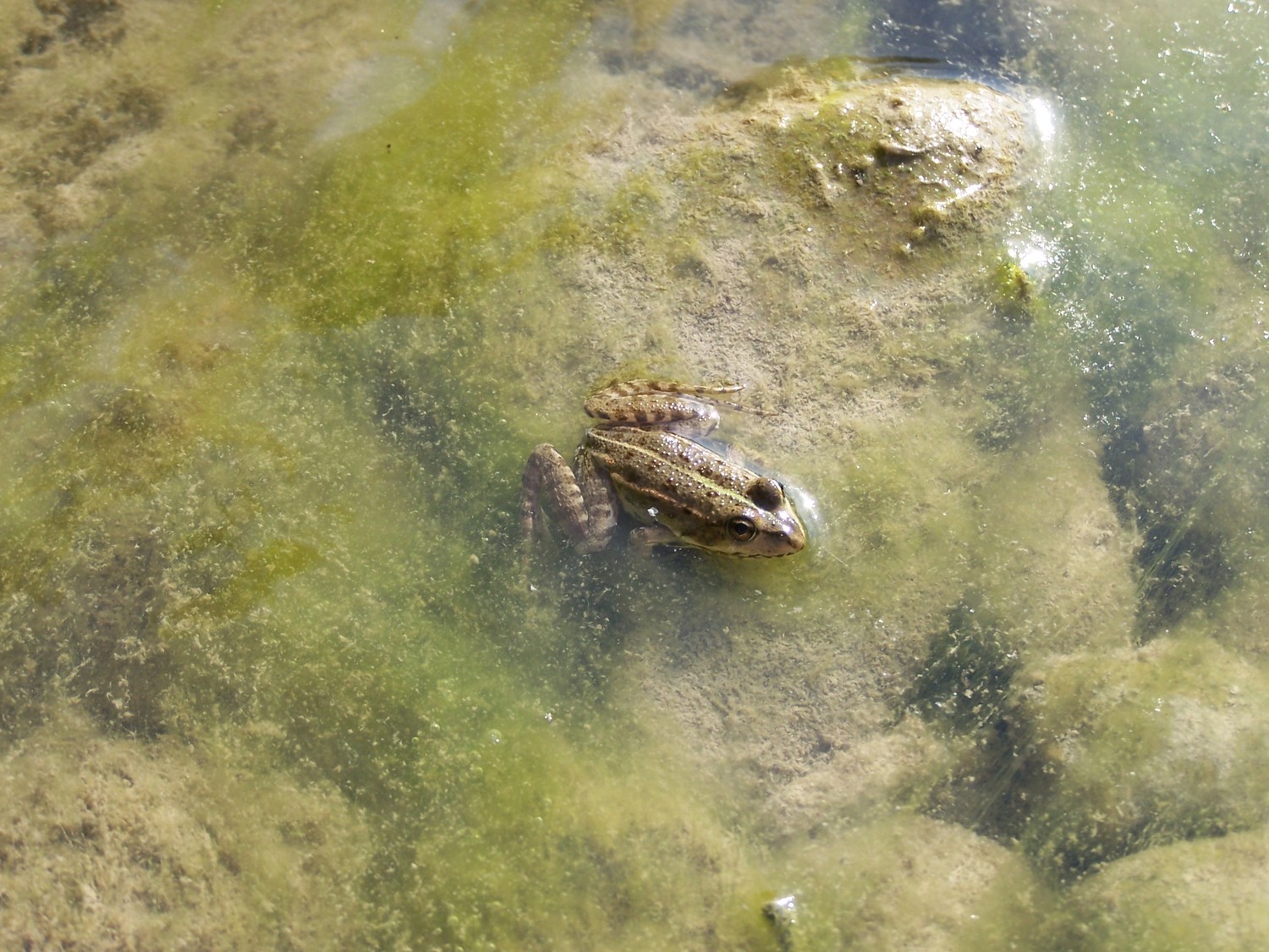 Grenouille dans la Drome