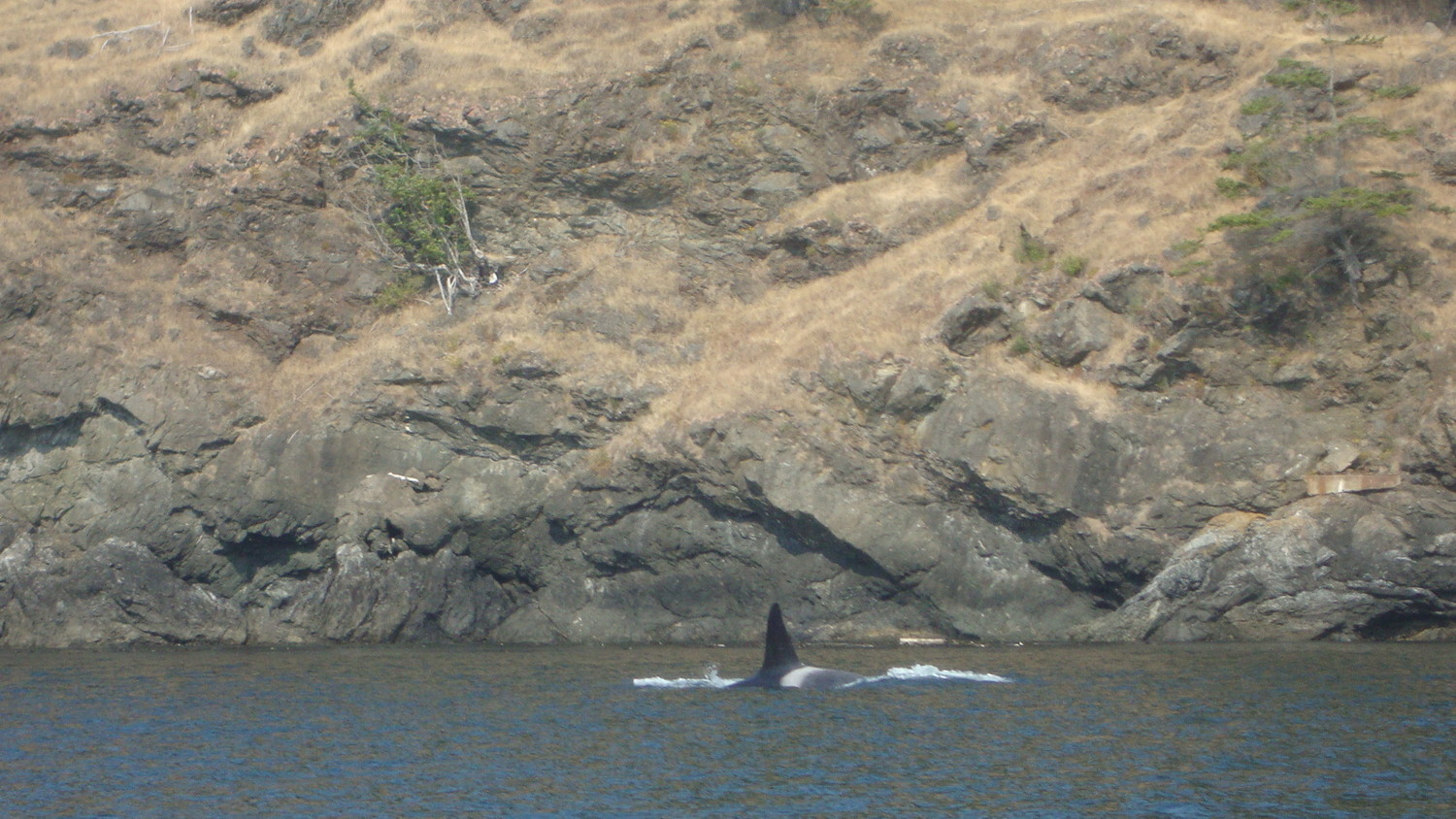Orque à proximité de Vancouver Island