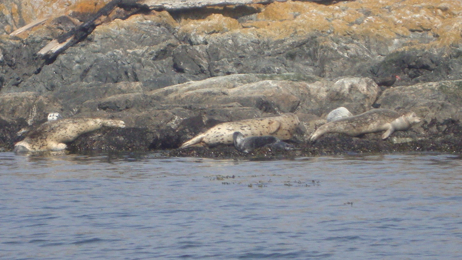 Phoques sur les cotes de Vancouver Island
