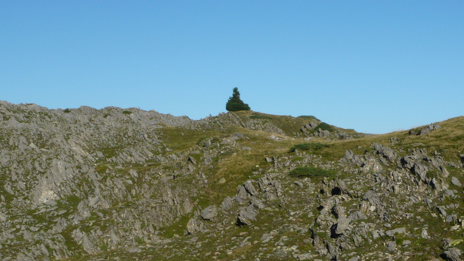 Un arbre bien seul!