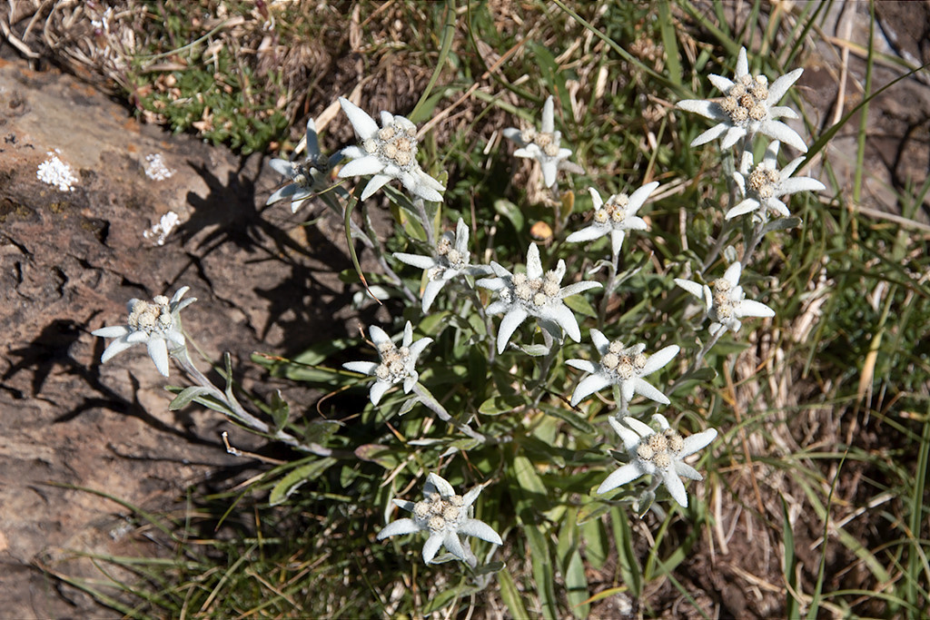 edelweiss en montant au Tendeñera