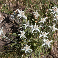 edelweiss en montant au Tendeñera
