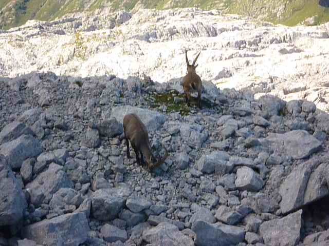 Bouquetins au pied de l'arête