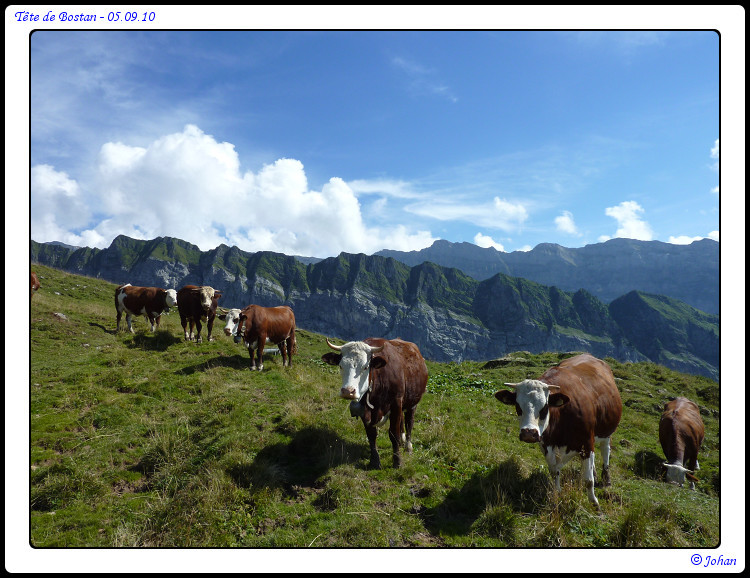 Pas mal de vaches (et de moutons), devant ce beau paysage