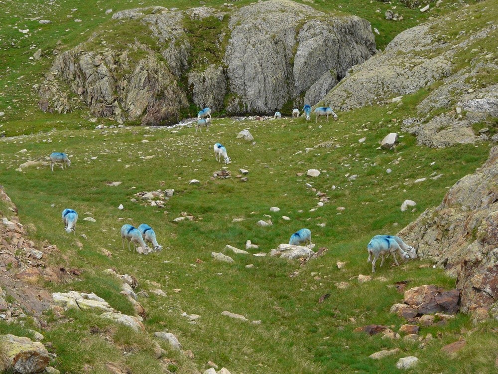 Moutons bleus