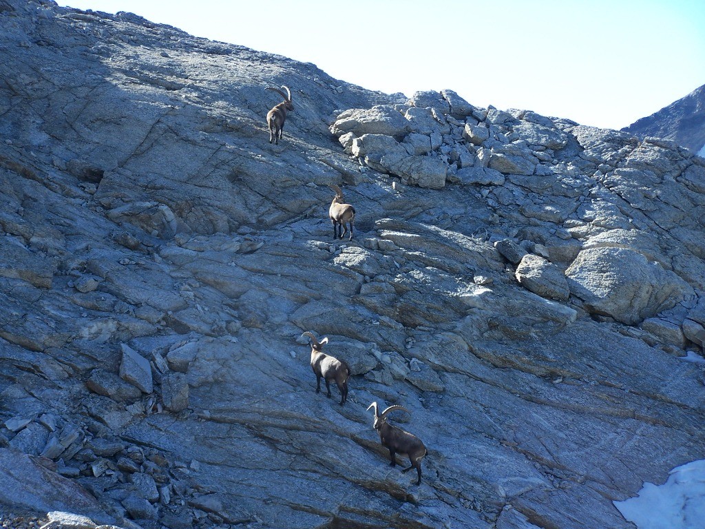Pointe de Bonneval; Bouquetins au col de la Piatou