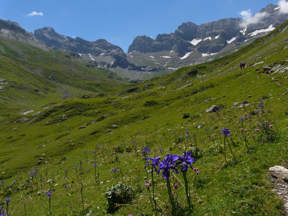 Iris des Pyrénées dans le cirque d'Estaubé