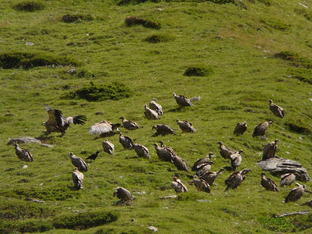 Réunion de vautours