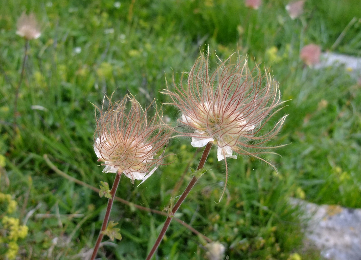 Fleur pas possible ...