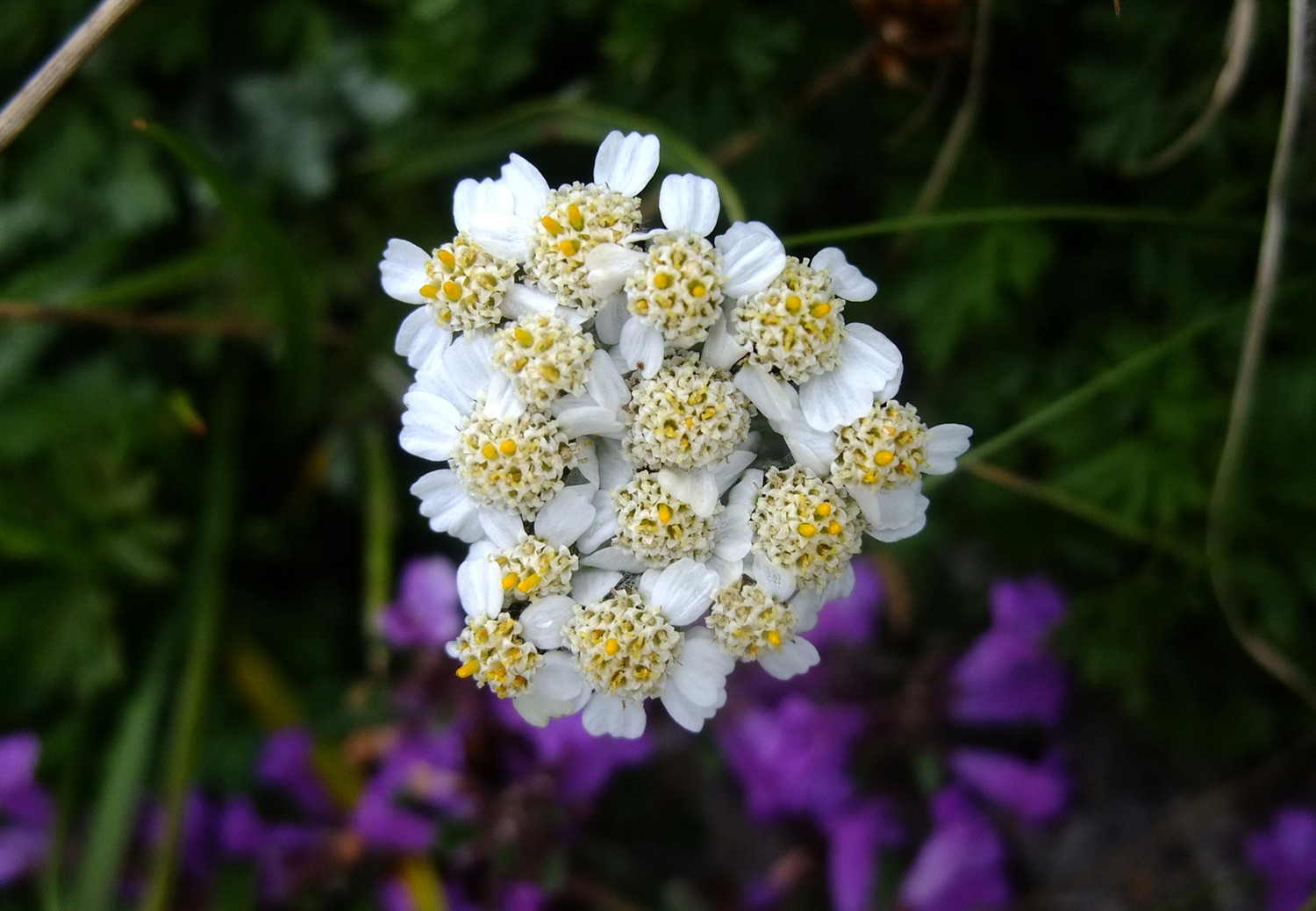 Achillée