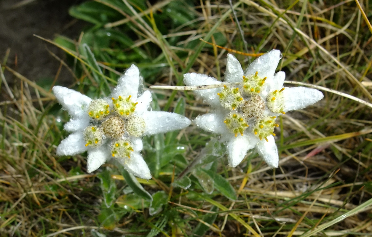 Etoiles d'argent
