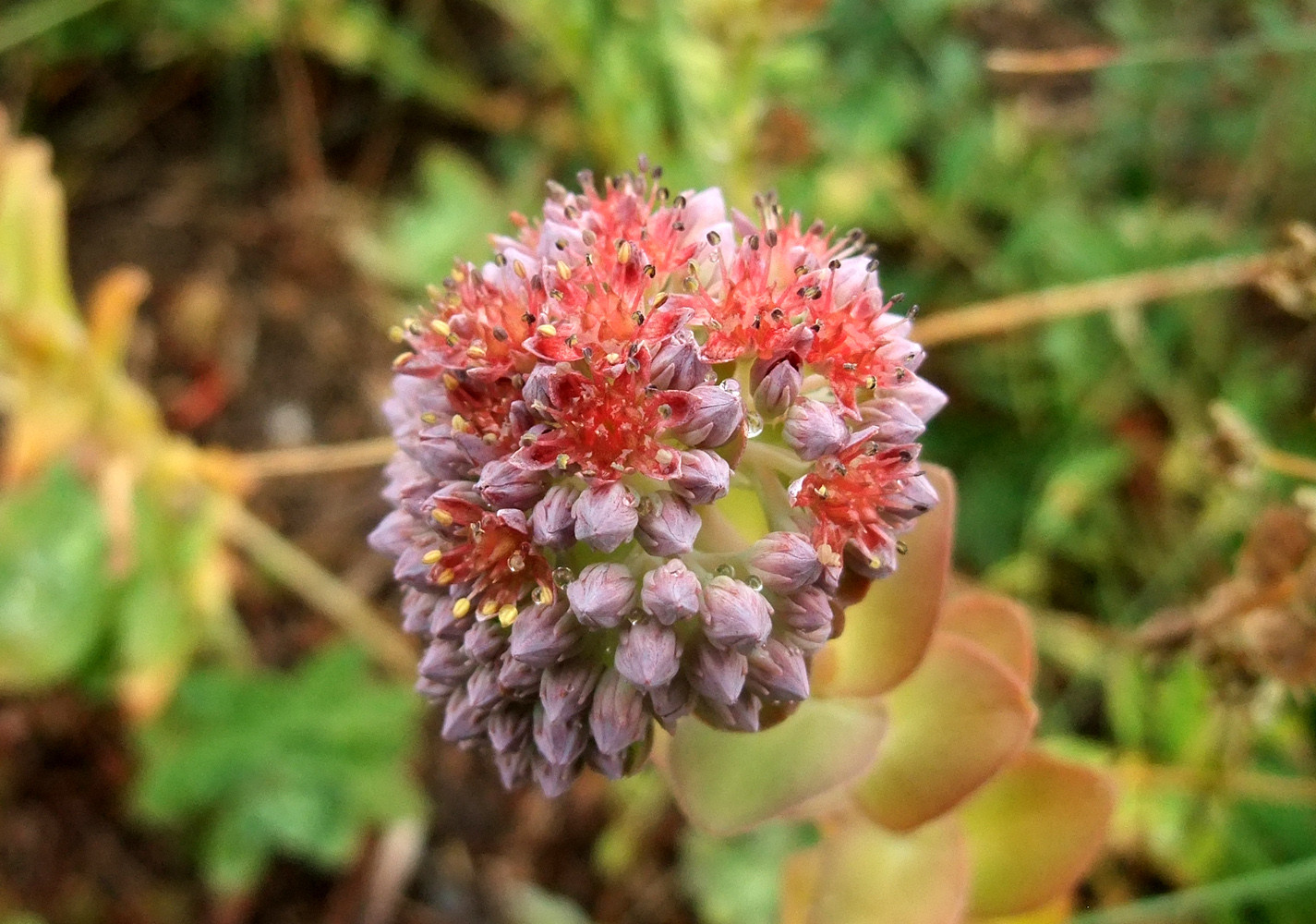 Orpin des infidèles (sedum anacampseros)
