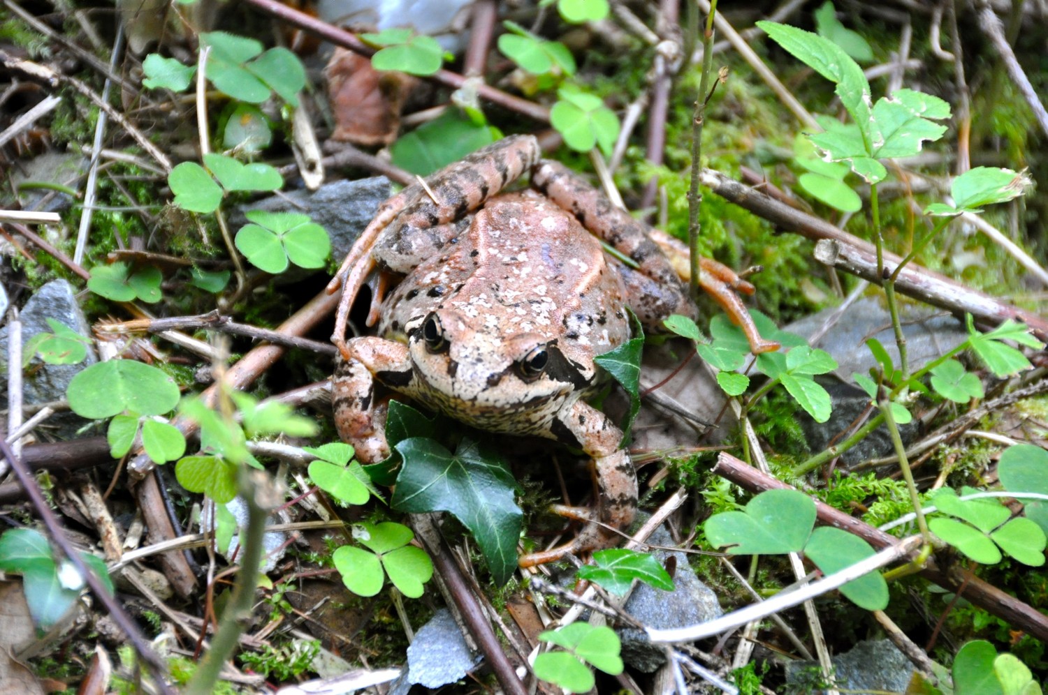 Riederu: sentier des grenouilles.