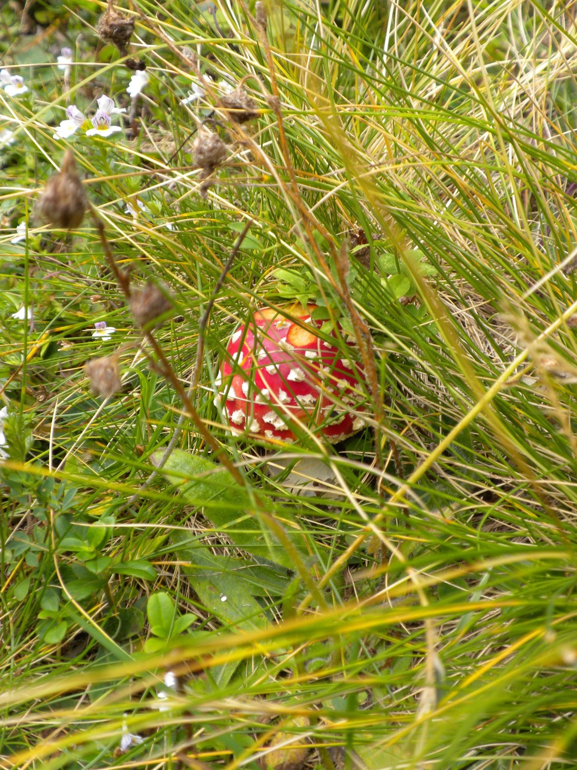 Joli champignon