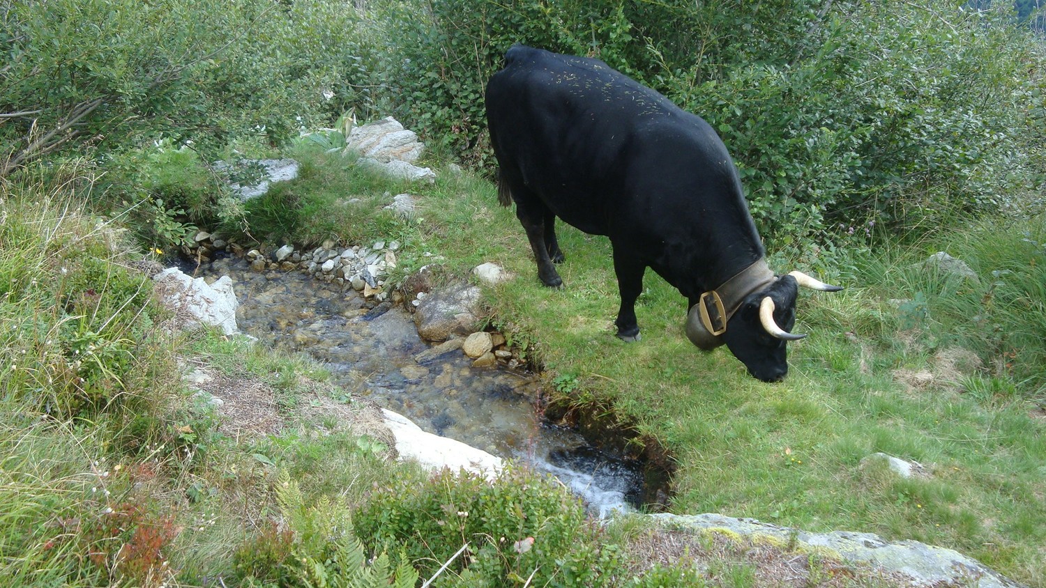 Bisse de Bellwalderi