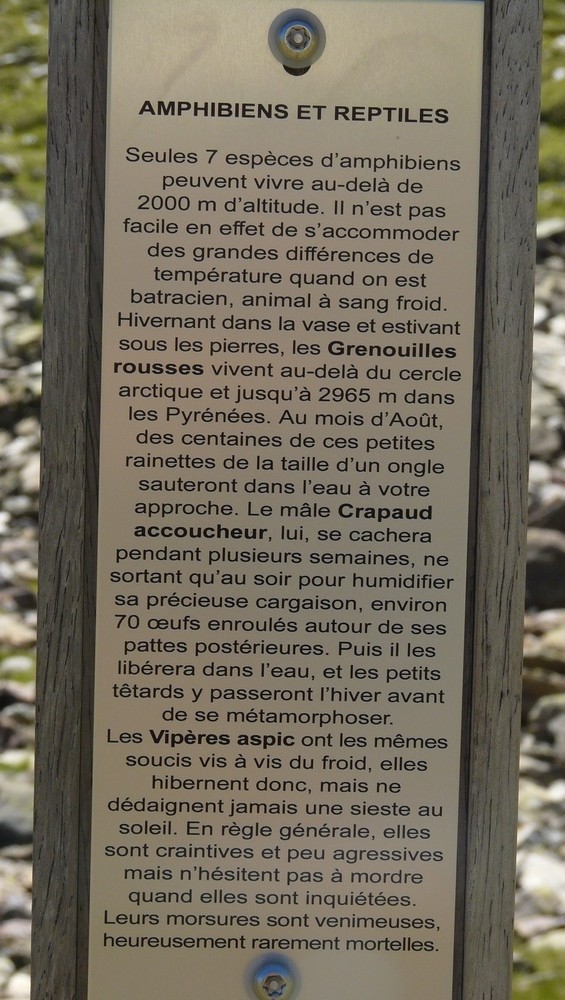 Vallon d'Aygues Tortes - Amphibiens et Reptiles