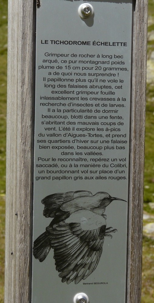 Vallon d'Aygues Tortes - Le Tichodrome Echelette