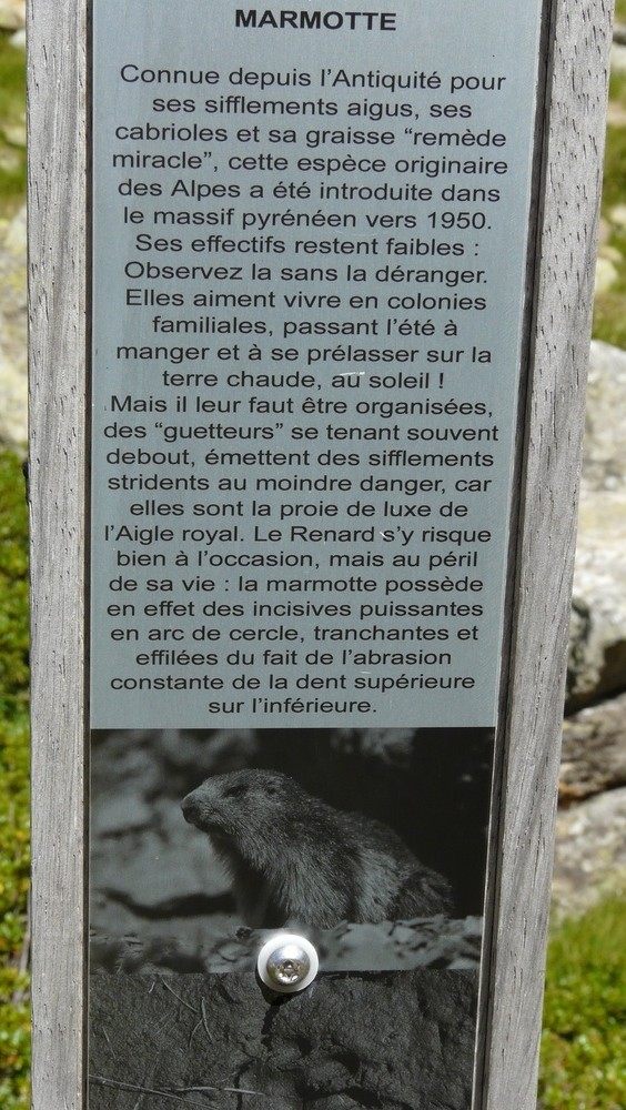 Vallon d'Aygues Tortes - La Marmotte des Pyrénées
