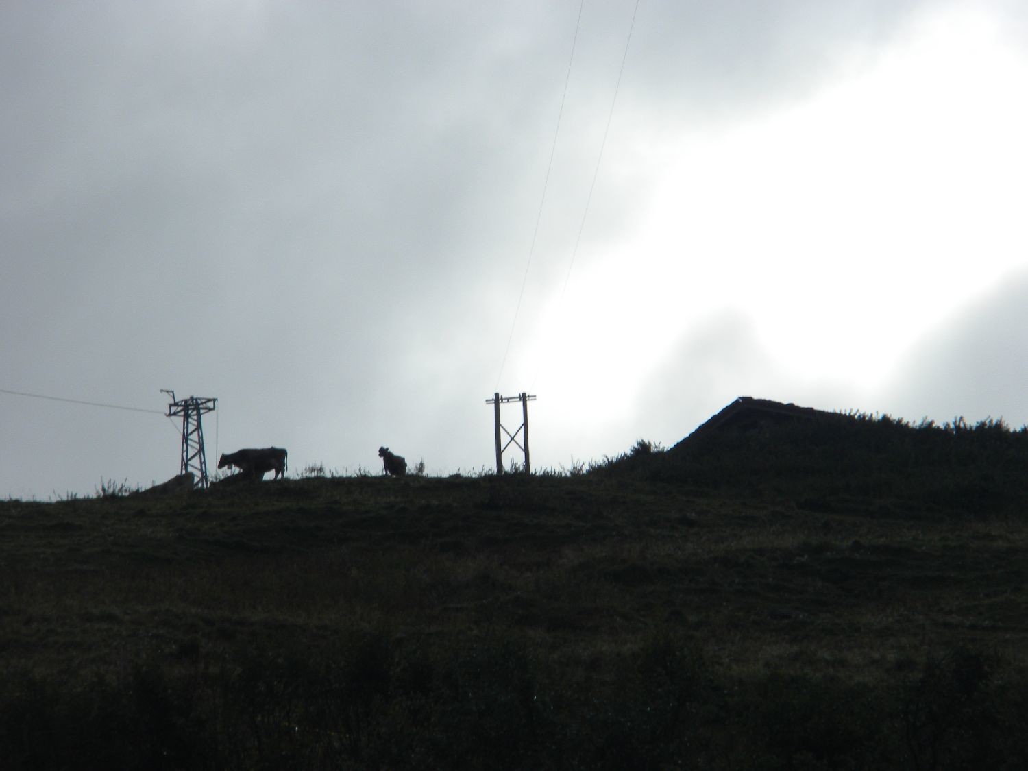 Ombres vachesques